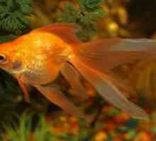Zlati ribe akvarij - vrste