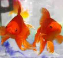Goldfish: Nega in vzdrževanje