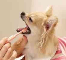 Zobna pasta za pse