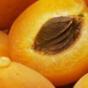 Apricot olje