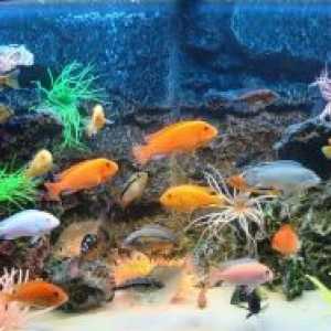 Akvarij ribe ciklide