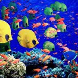 Akvarij ribe in njihova domovina