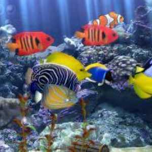 Akvarij ribe: Nega in vzdrževanje