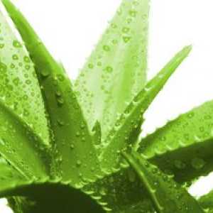 Aloe - naravni biostimulant