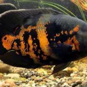 Astronotus - vsebine z drugimi ribami