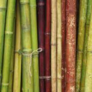Bamboo notranjost