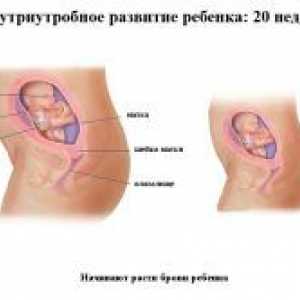 20 Tednov nosečnosti - plodu
