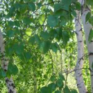 Birch listi - zdravilne lastnosti in kontraindikacije