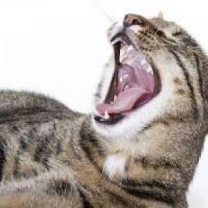 Bolezen dlesni pri mačkah