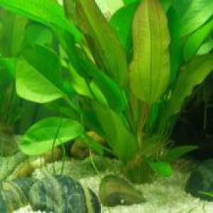 Bolezni akvarijskih rastlin
