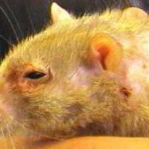 Bolezni domačih podgan