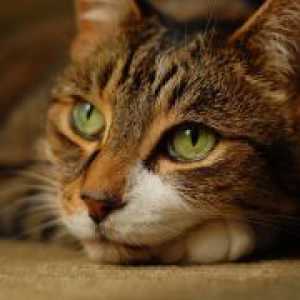 Bolezni Mačke - Simptomi in zdravljenje