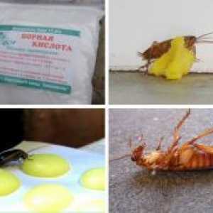 Ščurki borova kislina - recept z jajcem