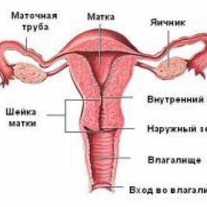 Kanal materničnega vratu