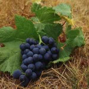 Kako nahraniti grozdja v jeseni?