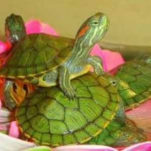 Da jedo vodne želve doma?