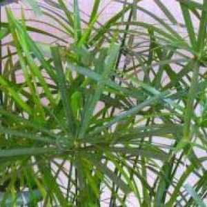 Tsiperus - suhi nasveti leaf