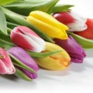 Barvne tulipani