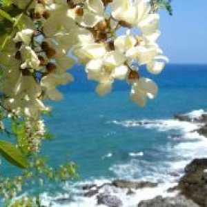 Acacia cvetje v ljudskem zdravilstvu