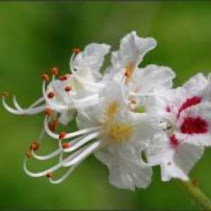 Cvetje Chestnut v ljudskem zdravilstvu