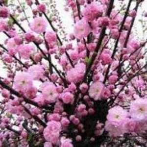 Almond okrasni grm - sajenje in nego