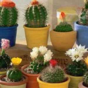 Domov kaktus: Harm in ugodnosti