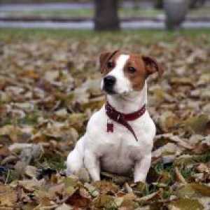 Jack Russell terier - opis Breed