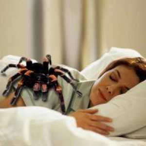 Fobije - strah pajkov
