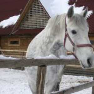 Photoshoot s konji v zimskem času