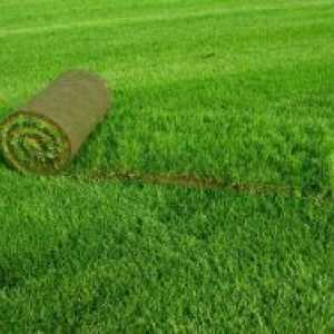Lawn trava zvitki