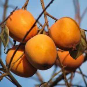 Kjer raste persimmons v Rusiji?