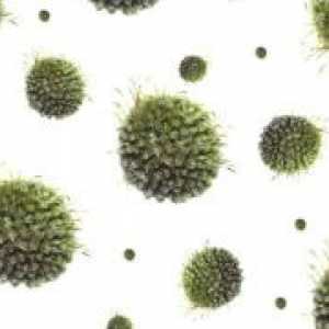 Herpes zoster - Simptomi in zdravljenje