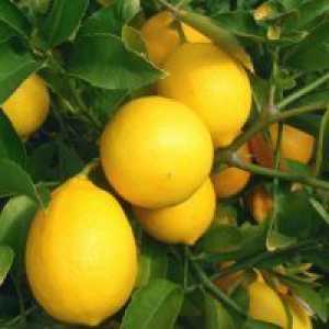 Hibridni limone in pomaranče