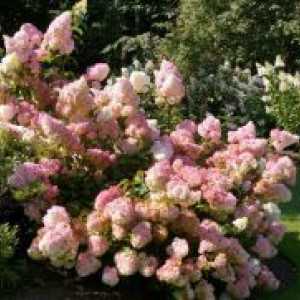 Hydrangea paniculata 'Vanilla Frazee "