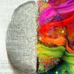 Razvoj desni možganov