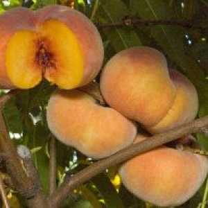: Peach Peach - prednosti