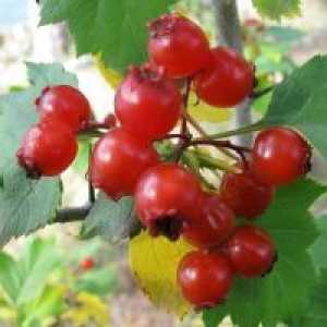 Hawthorn jagode - koristne lastnosti