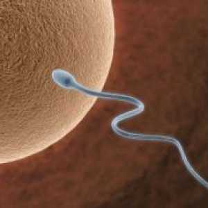 Jajce in sperma