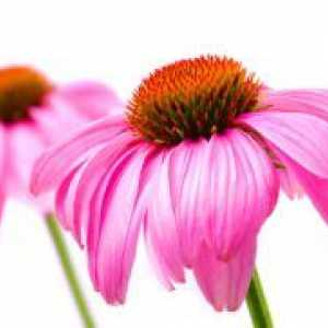 Echinacea - zdravilne lastnosti
