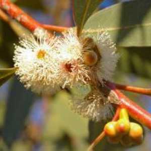 Eucalyptus v nosečnosti