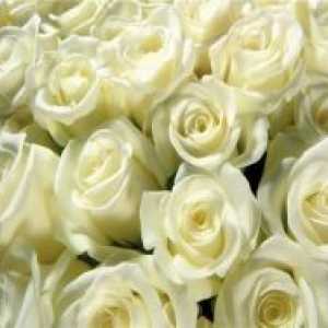 Zakaj dajejo bele vrtnice?