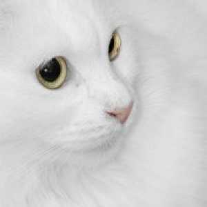 Zakaj sanje belega mačka?
