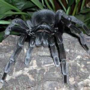 Zakaj sanjam o črni pajek?