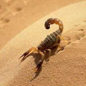 Zakaj sanje škorpijona?