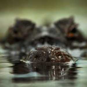 Zakaj sanje krokodilov v vodi?