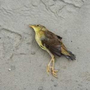 Zakaj sanje mrtvih ptic?