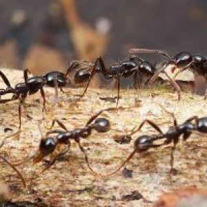 Zakaj sanje mravlje?