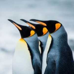 Zakaj sanjam o pingvinih?