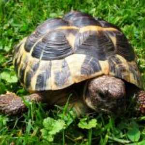 Kako poimenovati želva dekle?