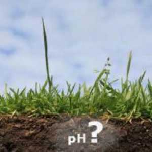 Kako ugotoviti kislost tal?